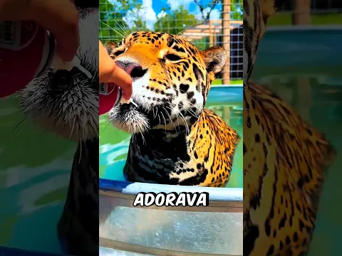 A LEOA Adorava Comer Creme! #curiosidades #incrível #animal