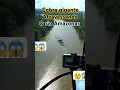 Lagu Cobra gigante é avistada atravessando o rio Amazonas #cobra #viralvideo #viralshorts #video