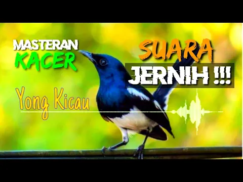 Download MP3 MASTERAN KACER JUARA!! SUARA JERNIH