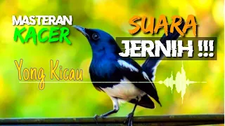 MASTERAN KACER JUARA!! SUARA JERNIH