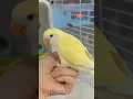 Download Lagu I found a cute yellow parrot in the night 🥰 #parrot #birds #talkingparot #nightparrot #superbparrot
