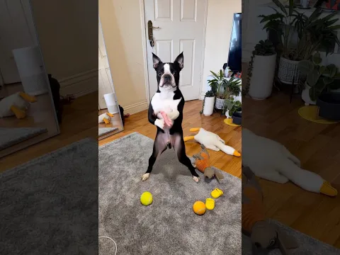 Proof that my dog can dance 😂