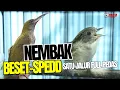 Download Lagu MASTERAN PIJANTUNG GUNUNG -  NEMBAK DURASI PANJANG || FLAMBOYAN NYECRETTT PANJANG - AUDIO JERNIH