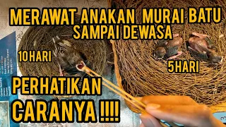 Download Cara Merawat Anakan Murai Batu Dengan Benar Dari Panen Sampai Dewasa MP3