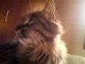 Voices of the wind
