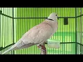 ANGGUNGAN BURUNG PUTER LOKAL GACOR BERSUARA @WHPUTERCHANNEL