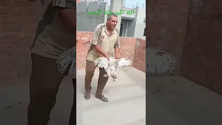 تزاوج ديك هندي علي فرخه براهما تكسير على الايد باقى الفيديو 