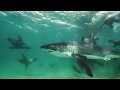 Great White Shark Mobbed by Gang Of Seals Planet Earth III BBC Earth