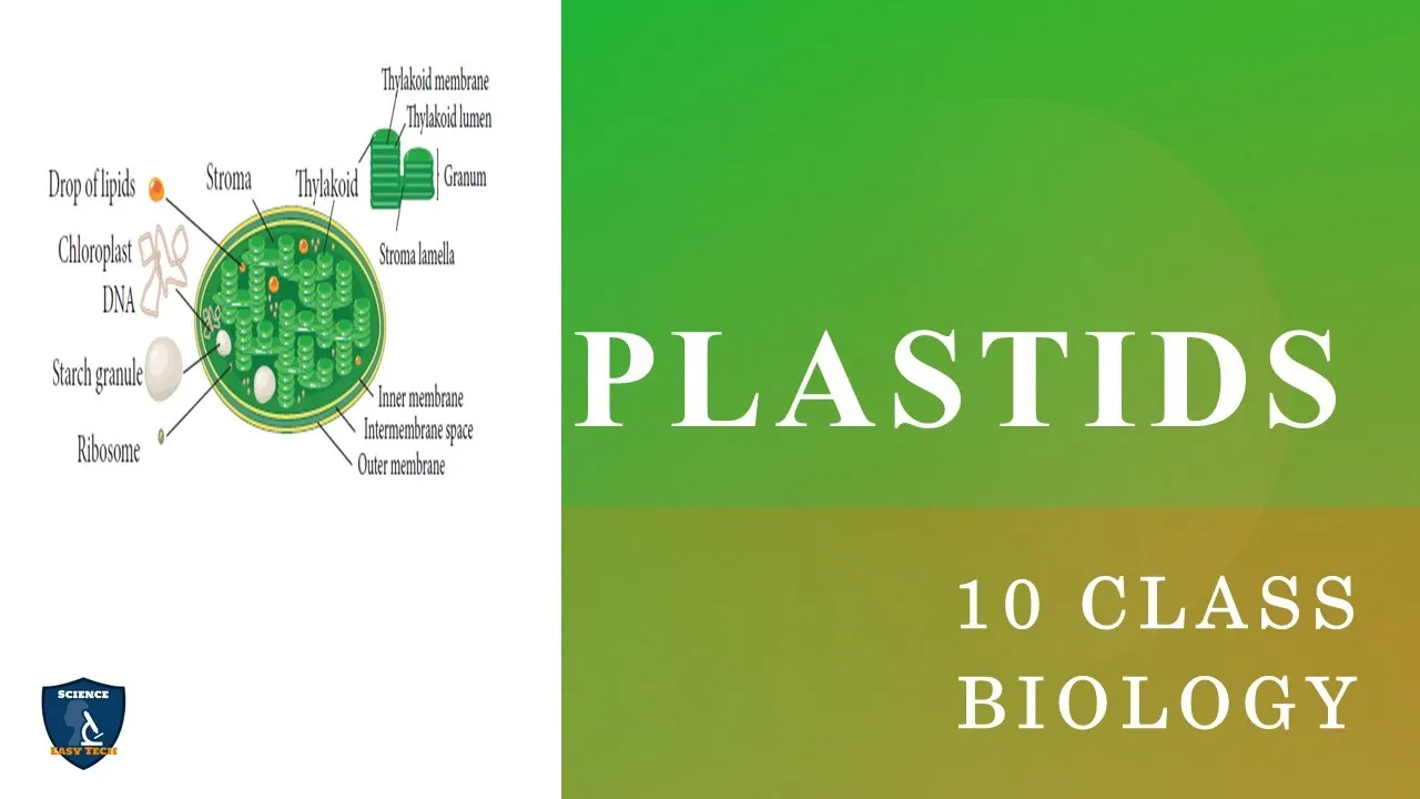 Plastids | Plant Anatomy And Plant Physiology | 10 Class | Biology | Science Easy Tech