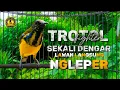 Lagu SOGON TROTOL FIGHTER GACOR DOR BIKIN LAWAN EMOSI NGLEPER BUKA PARUH #sogontrotol #sogongacor 