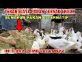 Download Lagu PEMBUATAN PAKAN ALTERNATIF TERNAK ENTOK