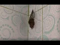 Lagu Huntsman Spider | Molting