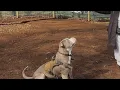 PSU to open first dog park in downtown Portland