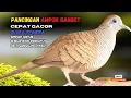 Lagu Perkutut Lokal Gacor AMPUH Untuk Pancingan Semua Burung Perkutut Agar Cepat Bunyi | Zebra Dove Z018