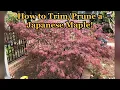 How to Prune Trim a Japanese Maple Tree Weeping Variety