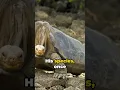 Download Lagu The Loneliest Animal In The World : Lonesome George 🐢 #shorts #animals #quickinsights