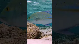 Fish saves other fish.