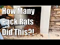 How To Tell If You Have a Packrat