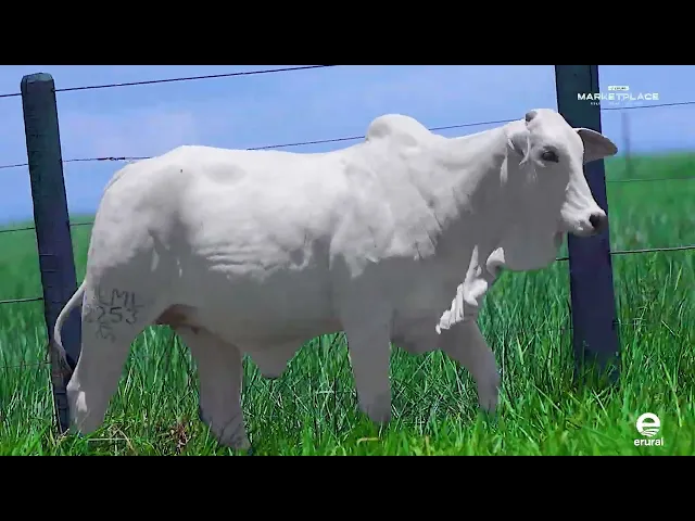 Novilha Nelore MLML - 2253