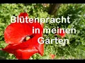 Download Lagu Großer Gartenrundgang im Juni