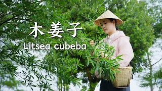 Yunnan Litsea cubeba, an irreplaceable taste of nature【滇西小哥】