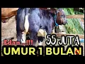 Download Lagu PECAH TELOR ‼️ SAPI PEDIA BELI SAPI UMUR 1 BULAN 55 JUTA