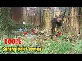 Download Lagu TIDAK MASUK AKAL‼️DI BELAKANG RUMAH WARGA SARANG BELUT SEMUA