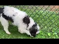 Good Homes Needed July 23 2026