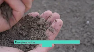 8 Nitrogen Cycle Processes