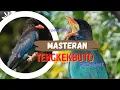 Download Lagu Masteran Tengkek buto Speed Variatif  | bird sound therapy