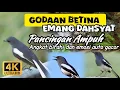 Download Lagu SUARA PANCINGAN BURUNG KACER AGAR CEPAT BUNYI DAN GACOR | KICAUAN KACER AMPUH