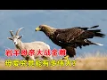 Download Lagu 岩羊幼崽被金雕擄走，岩羊母親為報仇拼命追趕三天三夜場面激烈，母愛能有多偉大？