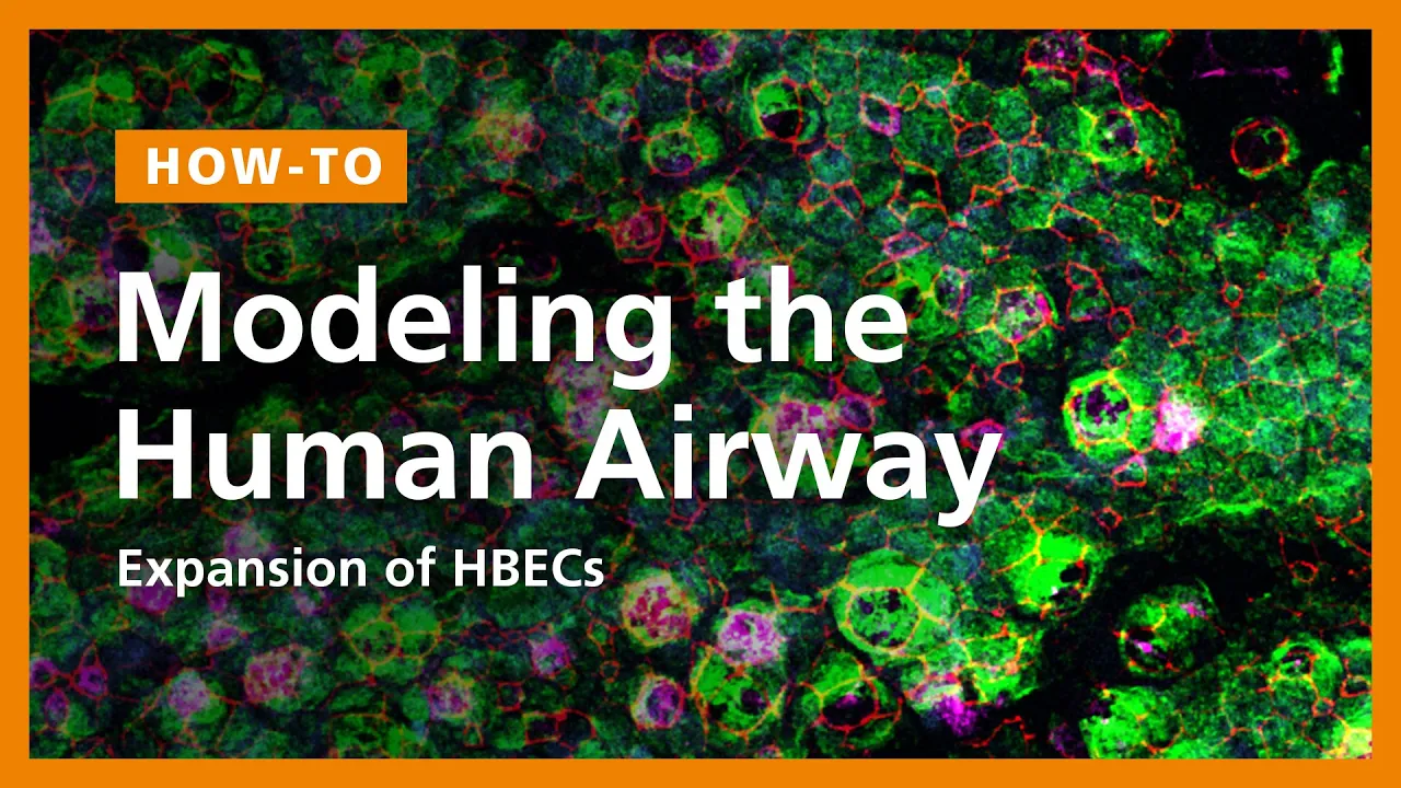 How to Model the Human Airway at the Air-Liquid Interface: Expansion of HBECs