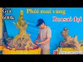 Download Lagu Phôi mai vàng bonsai đại | mai vàng miền nam | ngày 15/9/2025