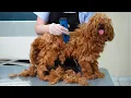 Download Lagu YOU WON'T BELIEVE how this POODLE looks AFTER shaving all this matts