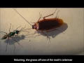 Neuro-parasitogy of the Jewel Wasp and its Zombie Cockroach Host