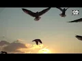 Mansyur S - Tajamnya Karang | Official Music Video