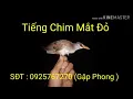 Tiếng Chim Mắt Đỏ || Tiếng Chim Đêm Chuẩn SP