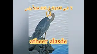 صوت الزركي و رخيوي خلط لعيون الصياده 