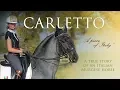 Download Lagu THE STORY OF CARLETTO | True story of an Italian Murgese horse