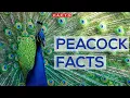 Interesting Facts About Peacocks And Peahens Or The Peafowls