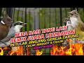 MASTERAN REMIX VIRAL 2025 PETULAK JINGJING GEREJA TARUNG CUCAK JENGGOT CILILIN JUARA LOMBAHAN
