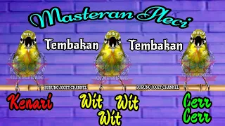 masteran pleci nembak kenari wit wit wit cerrr panjang kualitas suara jernih