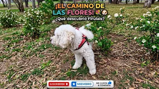 #Cooper por el camino de las flores 💐 #puppy #dog #cute #dogs #mascotas #tendencia #shorts #short 