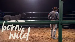 Training A Wild Horse In An Hour | 5pm
