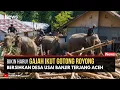 Luar Biasa! Gajah Ikut Kerja Bakti Bersihkan Kayu dan Puing Banjir Aceh