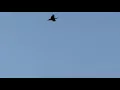Peacocks flying away
