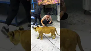 اشتريت اسد صغير وراح اربي 