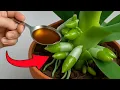 Download Lagu 1 lepel per week! Uw orchidee produceert plotseling het hele jaar door nieuwe wortels en bloemen.