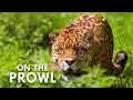 Costa Rica s Osa Peninsula The Most Intense Rainforest on Earth